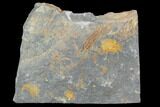 Ordovician Crinoid Fossil - Kaid Rami, Morocco #102840-1